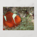 Search for clownfish postcards Wildlife