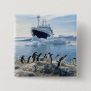 Search for penguin square buttons Outdoors
