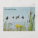 Search for cattail postcards Nature