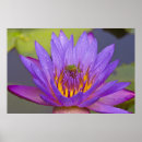 Search for green frog posters Purple