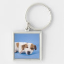 Search for dog sleeping keychains Canine