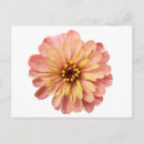 Search for zinnia flower postcards Zinnias