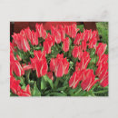 Recherche de pinnochio cartes postales Bois