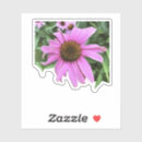 Search for purple coneflower stickers Pink