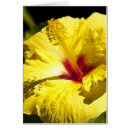 Recherche de ketmie jaune Fleur