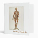 Search for muscle binders Anatomy