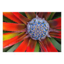 Search for agave posters Colour
