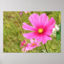 Recherche de cosmos posters Floral