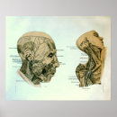 Search for cranial posters Medical