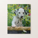 Search for dalmatian puzzles Cute