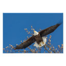 Search for flap art Flying
