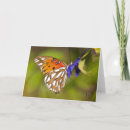 Search for passion photography Butterfly
