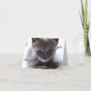 Search for tortoiseshell photography Cat