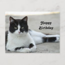 Recherche de chat smoking vœux cartes Félin