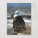 Recherche de chauve cartes postales Faune