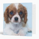 Search for innocence binders Baby animals