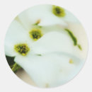 Search for dogwood flowers stickers White