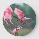 Search for colonial clocks Bird