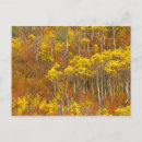 Search for 2 colour postcards Tree