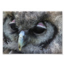 Recherche de hibou gris posters Mignon