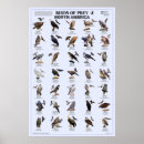 Search for birds of prey posters Eagle
