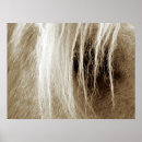 Search for palomino posters Photography