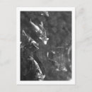Recherche de carpe koi cartes postales Eau