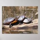 Search for pond turtle art Wildlife