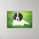Search for newfoundland canvas prints Landseer