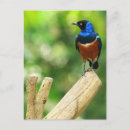 Search for beak postcards Jungle