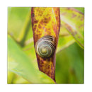 Recherche de escargot carreaux Mollusques