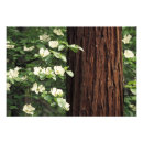 Recherche de fleurs de cornouiller posters Arbre