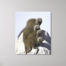 Search for four animals canvas prints Outdoors
