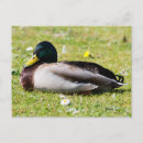 Recherche de drague cartes postales Mallalard