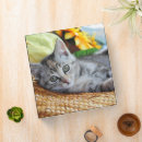 Search for kitten binders Baby animal