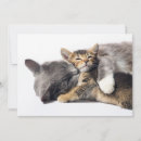 Search for hug cards Kitten