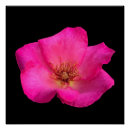 Recherche de stylo posters Rose