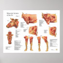 Recherche de bovin posters Vétérinaire