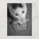 Search for kittie postcards Sweet