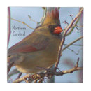 Search for cardinal tiles Animals