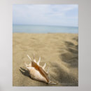 Search for pictures of shells art Nature