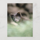 Search for black wolf postcards Animal