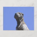 Recherche de chien chinois cartes postales Chine