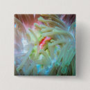 Search for anemone buttons Underwater