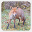 Search for red fox stickers Animals