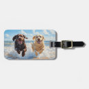 Recherche de labrador retriever Chocolat