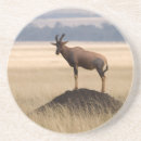 Recherche de bovids Bovidés