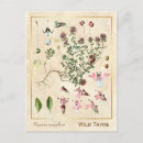 Recherche de thym cartes postales Botanique