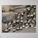 Search for wildebeests posters African