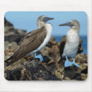 Recherche de archipel tapis souris Équateur